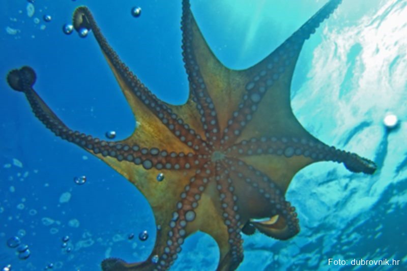 Landgang: Aquarium Dubrovnik St.-Johannes-Festung