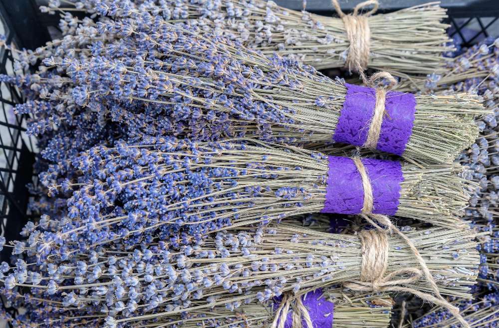 Lavender Festival HVAR