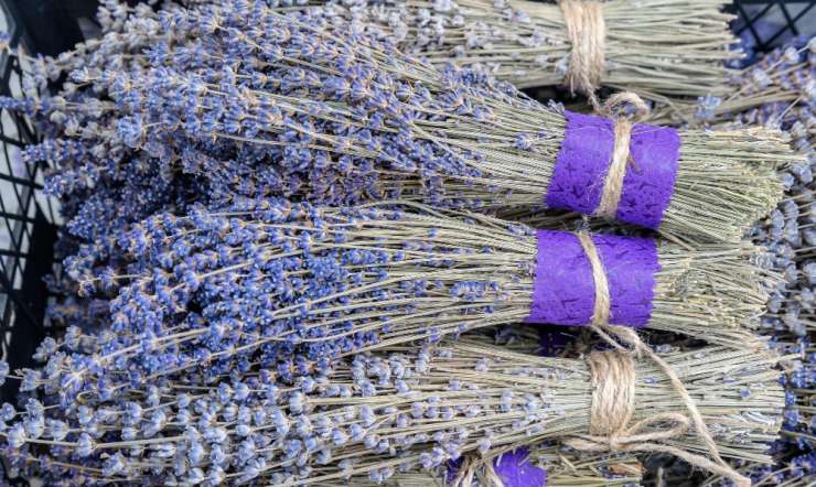 Lavender Festival HVAR