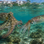 Calamari-Zeit in Kroatien
