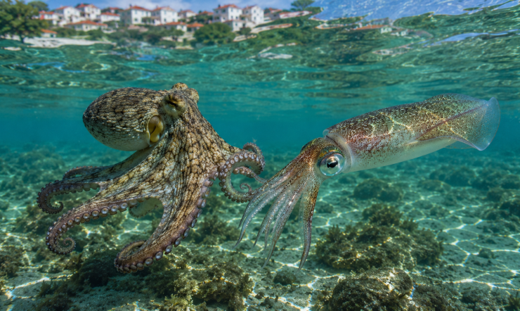 Calamari-Zeit in Kroatien