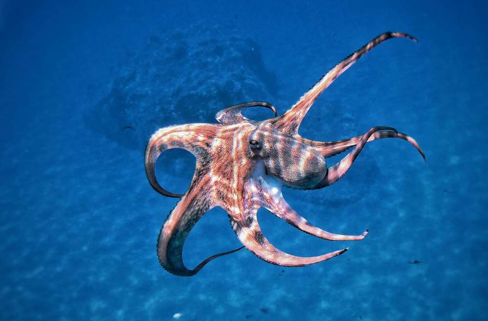 Calamari-Zeit in Kroatien