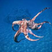 Calamari-Zeit in Kroatien