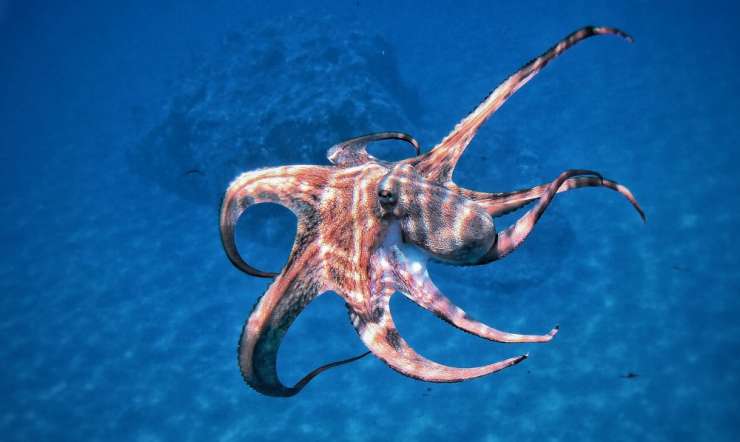 Calamari-Zeit in Kroatien