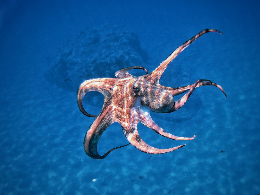 Calamari-Zeit in Kroatien